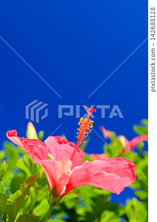 沖繩的藍天和紅芙蓉 沖繩的藍天和紅芙蓉 142688128