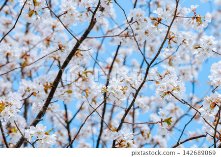 White cherry blossom tree branches blooming against clear blue sky White cherry blossom tree branches blooming against clear blue sky 142689069