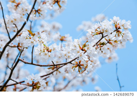 White cherry blossom tree branches blooming against clear blue sky White cherry blossom tree branches blooming against clear blue sky 142689070