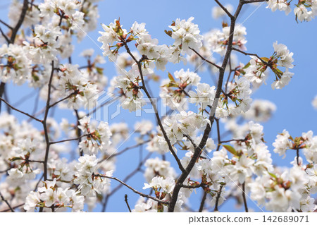 White cherry blossom tree branches blooming against clear blue sky White cherry blossom tree branches blooming against clear blue sky 142689071