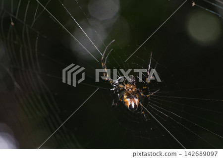 Close up Macro The Golden Orb-weaver Spider on web Close up Macro The Golden Orb-weaver Spider on web 142689097