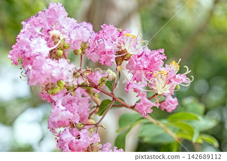 Pink crape myrtle flowers Pink crape myrtle flowers 142689112