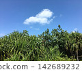 A clear blue sky and tropical trees (Pandanus trees and white clouds) 142689232