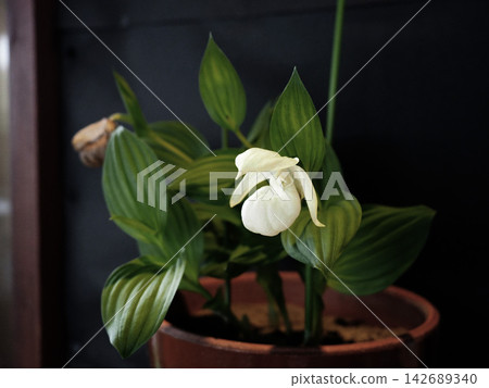 盆栽大花杓蘭的花朵 盆栽大花杓蘭的花朵 142689340