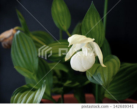 Flowers of a potted Cypripedium macranthum 142689341