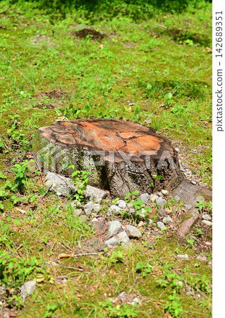 A large tree stump with beautiful annual rings stands in a lush green field. A large tree stump with beautiful annual rings stands in a lush green field. 142689351