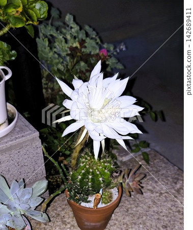 Cactus flowers that bloom at night Cactus flowers that bloom at night 142689411