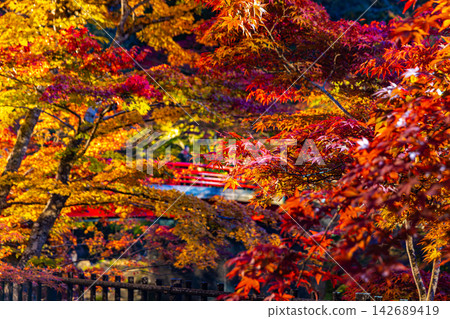 青森縣中野紅葉山的秋景，層林盡染，美不勝收。 142689419