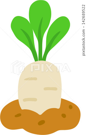 White Radish in Soil White Radish in Soil 142689522