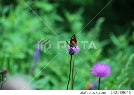 一隻蝴蝶正在吸食山薊的花蜜（照片攝於淺間山） 142689646