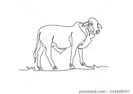Continuous one line drawing animal zebu brahman cow standing in a pasture. Distinctive shoulder hump, dewlap, hooves, and rural livestock biology. Single line draw design vector graphic illustration 142689707