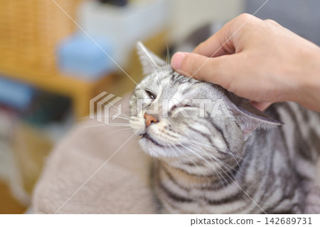 主人撫摸著貓的頭，貓咪滿足地瞇起了眼睛。 142689731