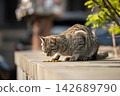 Hungry stray cat enjoying eating dry cat food at street given by volunteers, human care for animals. 142689790