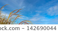 Grass flower in the wind on blue sky. 142690044