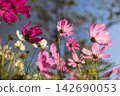 Cosmos flowers blooming in garden. 142690053