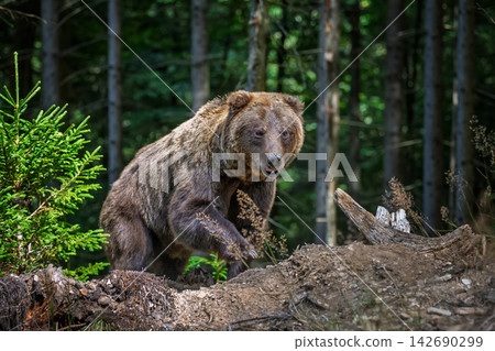 Brown bear foraging in a forested area with green foliage and trees, showcasing natural habitat and wildlife in a serene environment Brown bear foraging in a forested area with green foliage and trees, showcasing natural habitat and wildlife in a serene environment 142690299