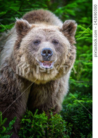 Brown bear with open mouth and visible teeth, standing in a natural green environment with blurred foliage in the background Brown bear with open mouth and visible teeth, standing in a natural green environment with blurred foliage in the background 142690300