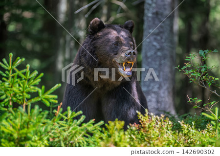 Black bear with mouth open, surrounded by lush green foliage in a forested area, showcasing natural habitat and wildlife behavior in a serene environment Black bear with mouth open, surrounded by lush green foliage in a forested area, showcasing natural habitat and wildlife behavior in a serene environment 142690302