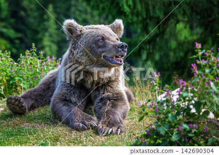 Brown bear resting on green grass surrounded by wildflowers in a natural forest setting, showcasing its fur texture and peaceful demeanor Brown bear resting on green grass surrounded by wildflowers in a natural forest setting, showcasing its fur texture and peaceful demeanor 142690304