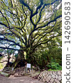 愛媛郡大三島 - Ikiki no Mikado：一棵3000年歷史的樟樹。 142690583