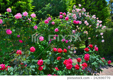 Kanto region, Shonan, Hanana Garden, an image of strolling around admiring roses, Hiratsuka City, Kanagawa Prefecture (3) Kanto region, Shonan, Hanana Garden, an image of strolling around admiring roses, Hiratsuka City, Kanagawa Prefecture (3) 142690770