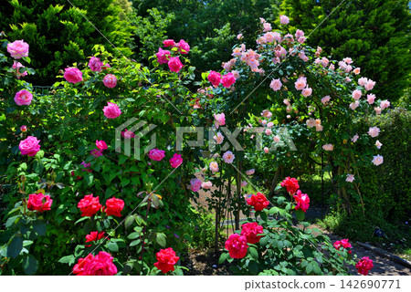 Kanto region, Shonan, Hanana Garden, an image of strolling around admiring roses, Hiratsuka City, Kanagawa Prefecture (4) 142690771