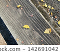A wooden bench and fallen ginkgo leaves, evoking the deepening of autumn. 142691042