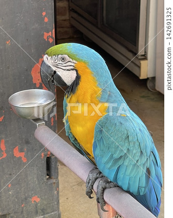 Close-up of a blue and yellow macaw bird Close-up of a blue and yellow macaw bird 142691325