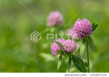 Purple clover and soft flowering quince blooming in the grass. Purple clover and soft flowering quince blooming in the grass. 142691539