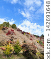 Four seasons cherry blossoms 142691648