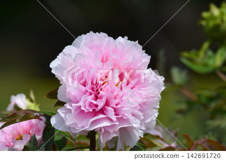 按鈕花 按鈕花 142691720