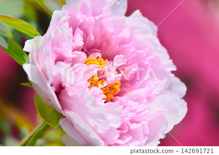 按鈕花 按鈕花 142691721