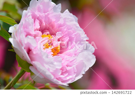 按鈕花 142691722