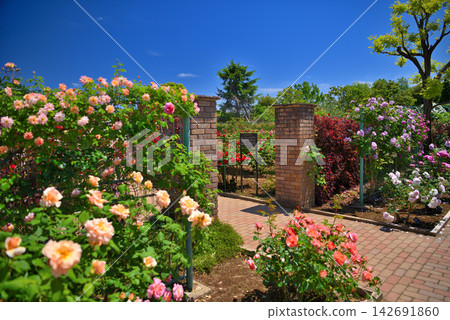 Kanto Region, Shonan, Hanana Garden, Brick gate leading to the famous sea of roses, Hiratsuka City, Kanagawa Prefecture (4) Kanto Region, Shonan, Hanana Garden, Brick gate leading to the famous sea of roses, Hiratsuka City, Kanagawa Prefecture (4) 142691860