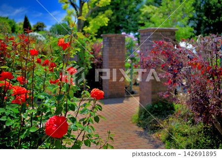 Kanto Region, Shonan, Hanana Garden, a simple yet vibrant sea of roses that evokes the feeling of spring, Hiratsuka City, Kanagawa Prefecture (9) 142691895