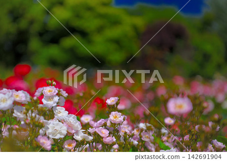 Kanto Region, Shonan, Hanana Garden, Sea of Roses, a vibrant spring image, Hiratsuka City, Kanagawa Prefecture (2) Kanto Region, Shonan, Hanana Garden, Sea of Roses, a vibrant spring image, Hiratsuka City, Kanagawa Prefecture (2) 142691904