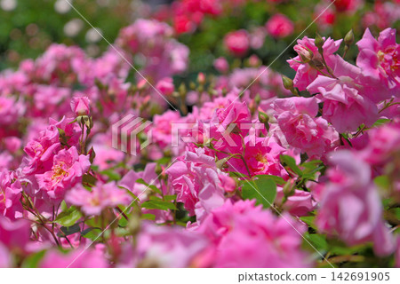 Kanto Region, Shonan, Hanana Garden, Sea of Roses, a vibrant spring image, Hiratsuka City, Kanagawa Prefecture (3) Kanto Region, Shonan, Hanana Garden, Sea of Roses, a vibrant spring image, Hiratsuka City, Kanagawa Prefecture (3) 142691905