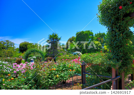 Kanto Region, Shonan, Hanana Garden, a landmark of the rose sea, a large pergola, Hiratsuka City, Kanagawa Prefecture (3) Kanto Region, Shonan, Hanana Garden, a landmark of the rose sea, a large pergola, Hiratsuka City, Kanagawa Prefecture (3) 142691917