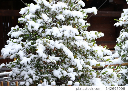 Trees covered in snow Trees covered in snow 142692006