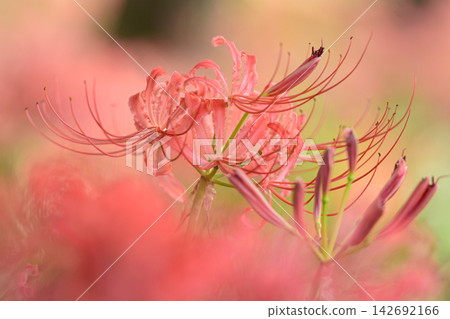 群集孤挺花 群集孤挺花 142692166