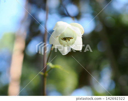 白花日本銀蓮花 (20260902144445) 白花日本銀蓮花 (20260902144445) 142692322