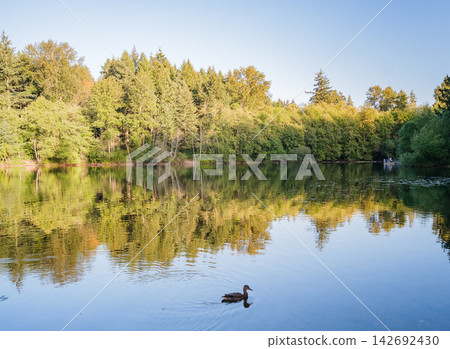 A duck swims across a serene lake reflecting a dense green forest under a clear sky 142692430