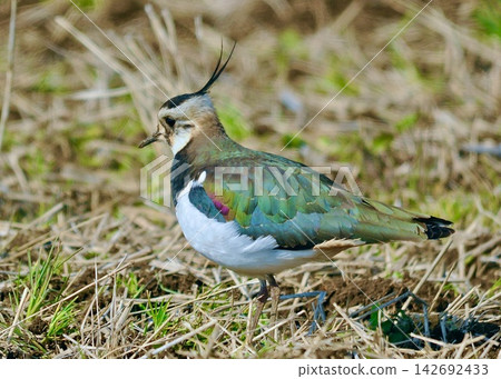 北鳳頭麥雞隨著新年的到來,今年又回來了。 北鳳頭麥雞隨著新年的到來,今年又回來了。 142692433
