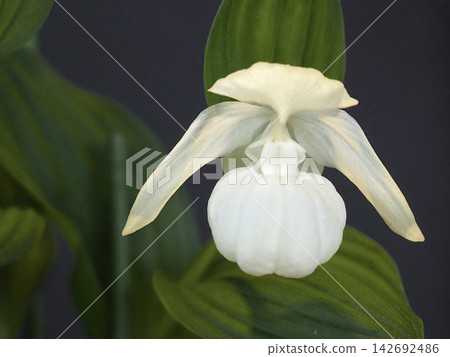 Flowers of a potted Cypripedium macranthum Flowers of a potted Cypripedium macranthum 142692486