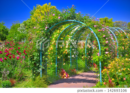 Kanto Region, Shonan, Hanana Garden: A series of rose arches that make you want to step inside - Hiratsuka City, Kanagawa Prefecture (6) Kanto Region, Shonan, Hanana Garden: A series of rose arches that make you want to step inside - Hiratsuka City, Kanagawa Prefecture (6) 142693106