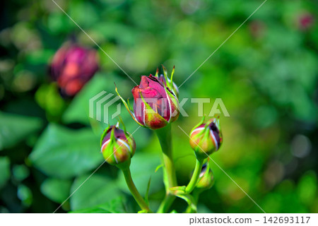Kanto Region, Shonan, Hanana Garden, Elegantly colored rosebuds, Hiratsuka City, Kanagawa Prefecture (1) Kanto Region, Shonan, Hanana Garden, Elegantly colored rosebuds, Hiratsuka City, Kanagawa Prefecture (1) 142693117