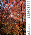 Autumn leaves 142693242