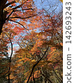 Autumn leaves 142693243