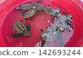 sea turtle 142693244
