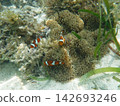Anemone fish 142693246